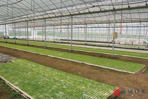 政府修路占温室大棚怎样补偿?