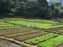 土地升值状况下，当农村自留地被非法侵占该怎